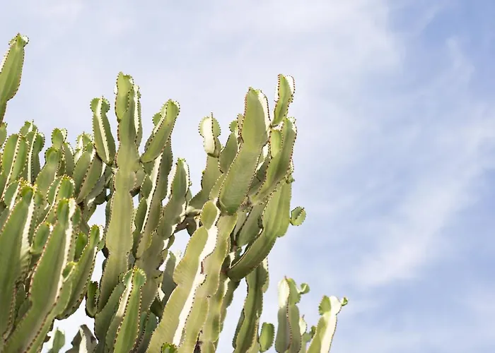 Damianos Mykonos מלון 3*